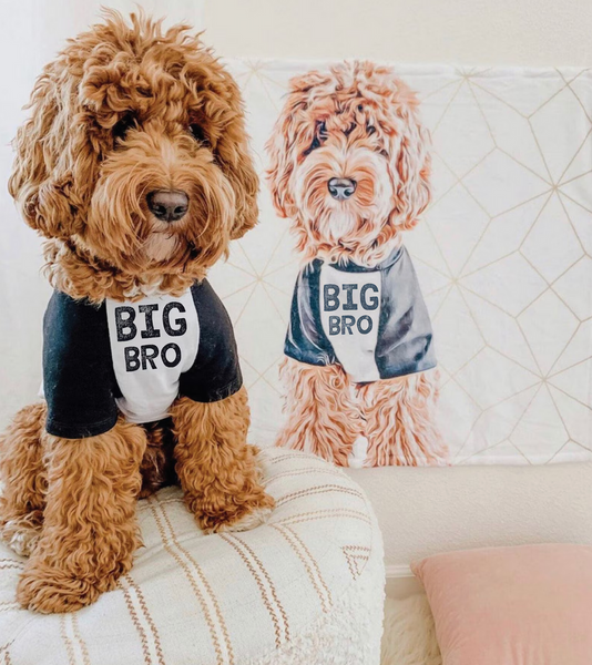 Big Bro Big Sis Baby Announcement Dog Raglans