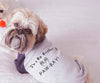 I'm a Big Brother or Big Sister Paw-ray Baby Announcement Dog Raglan