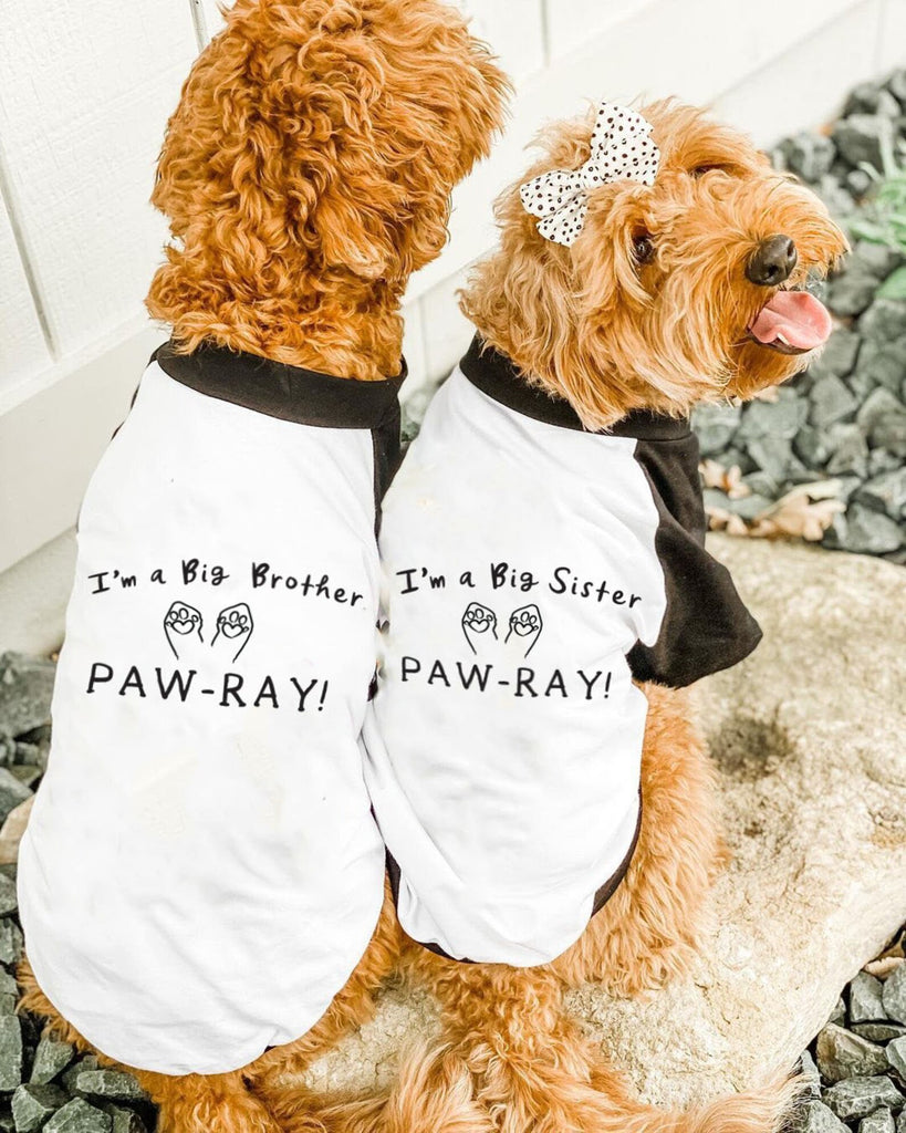 I'm a Big Brother or Big Sister Paw-ray Baby Announcement Dog Raglan