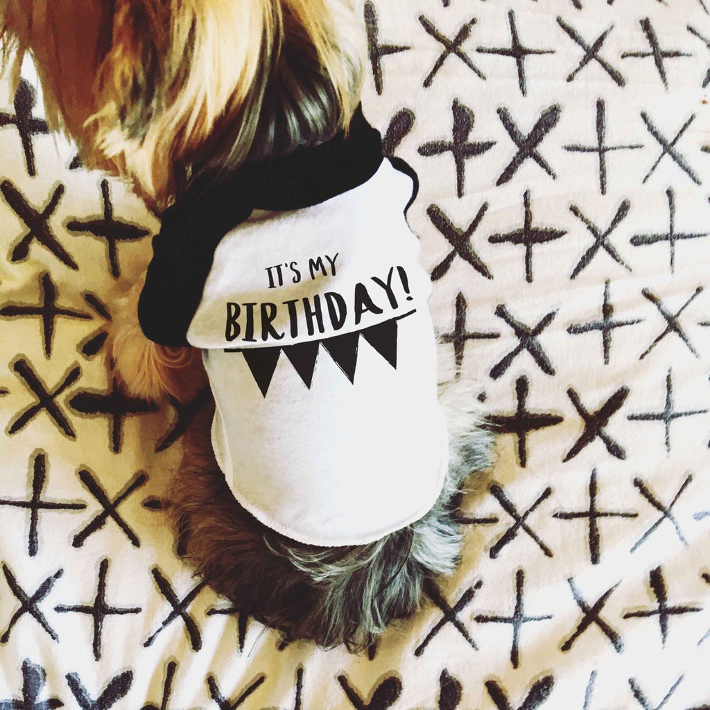 Dog Birthday It's My Birthday Banner Dog Raglan T-Shirt in Black and White Modeled by Nutmeg the Yorkshire Terrier