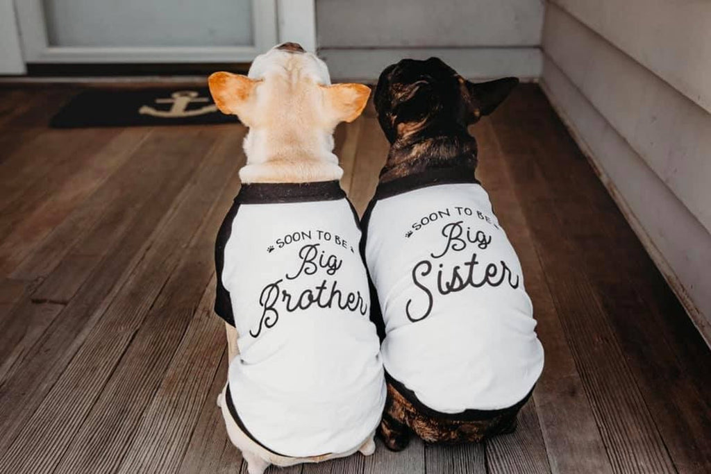 Soon To Be Big Brother Big Sister Dog Raglan Shirt in Black and White - Worn by Frenchies