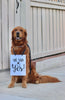 She Said Yes! Wedding Announcement Engagement Photo Shoot Special Occasion Dog Sign Dog Photo Prop Sign for Photo Shoot - 8x10" Sign with Black Ribbon Modeled by Chance the Golden Retriever