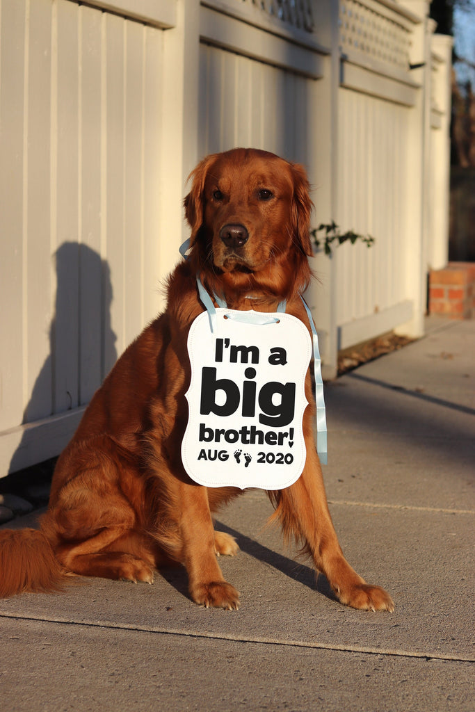 I'm a Big Brother Big Sister Baby Announcement Newborn Photo Shoot Special Occasion Dog Sign Dog Photo Prop Pregnancy Announcement - 8x10" Sign with Light Blue Ribbon Modeled by Chance the Golden Retriever