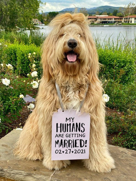 My Humans are Getting Married! Save the Date Wedding Announcement Engagement Special Occasion Dog Sign - Modeled by Newman the Goldendoodle - 8x7 Sign - Silver RIbbon