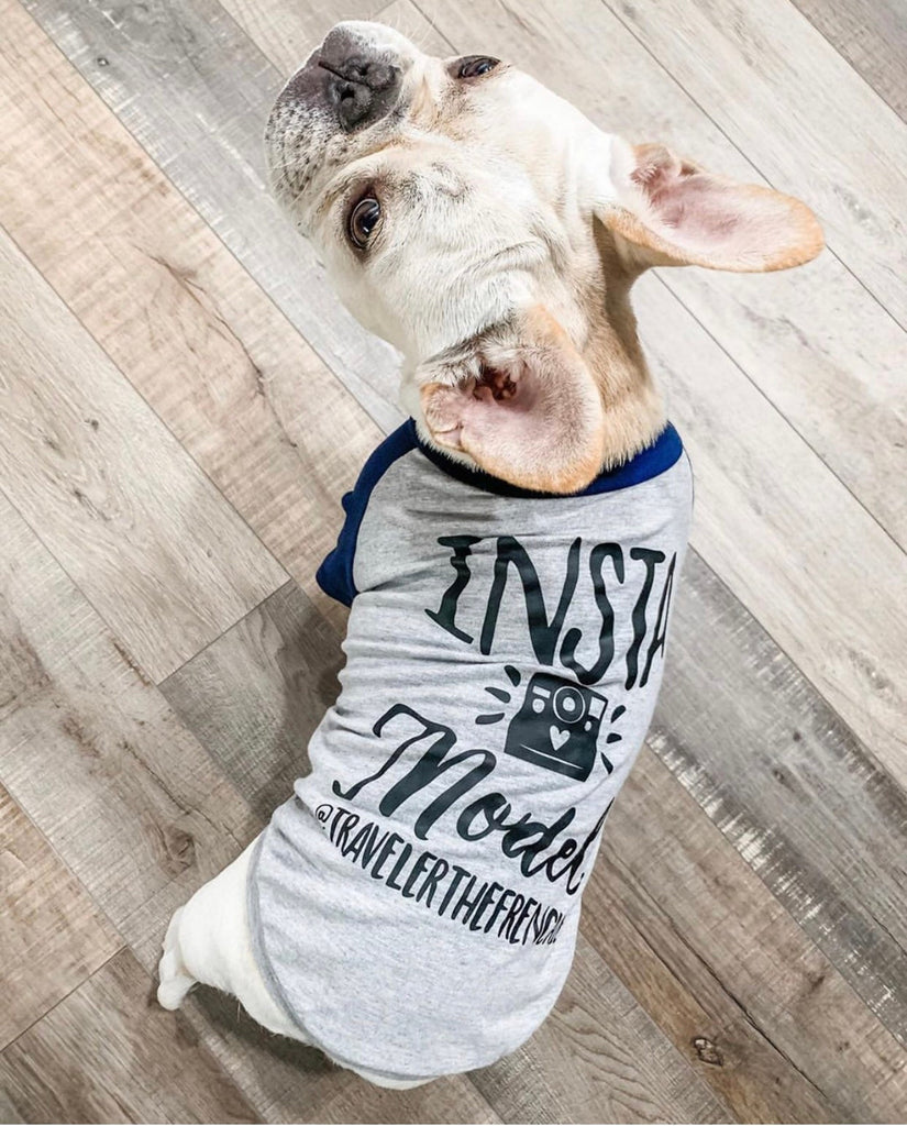 Custom Insta Model or Insta Influencer Instagram Handle Dog Raglan Shirt in Grey/Navy Modeled by Traveler the Frenchie