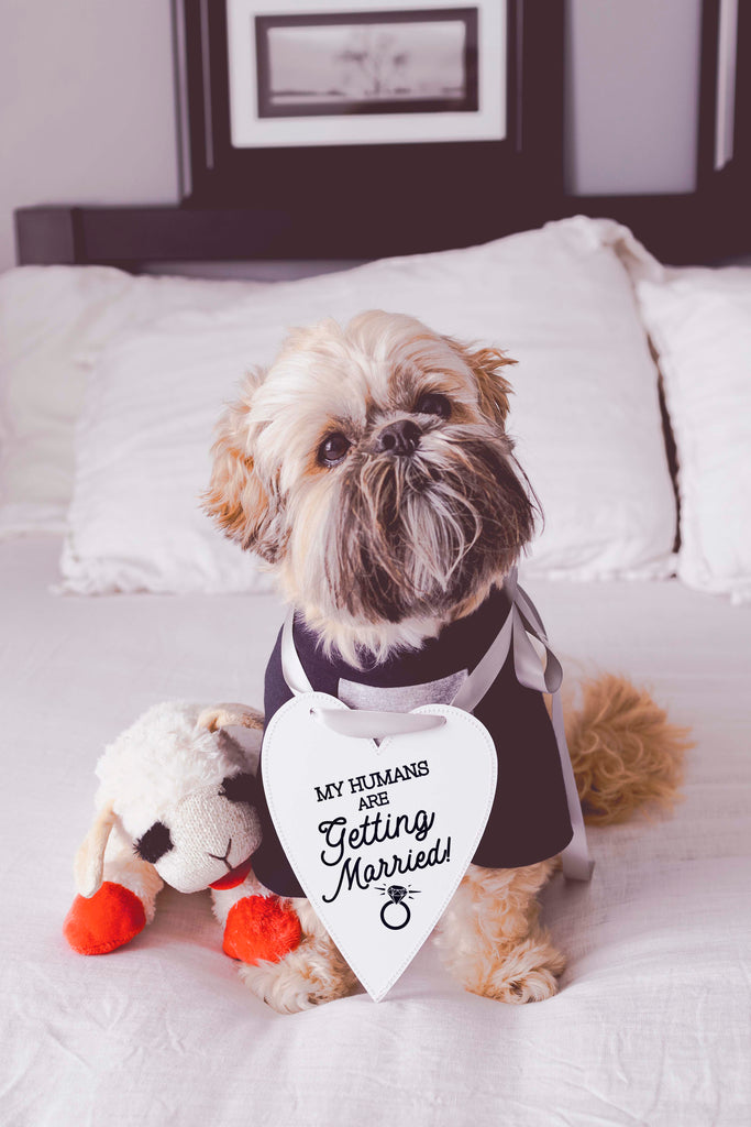 My Humans Are Getting Married Wedding Announcement Engagement Photo Shoot Sign - Modeled by a cute Shih Tzu named Oscar wearing a grey/navy Barkley & Wagz raglan t-shirt