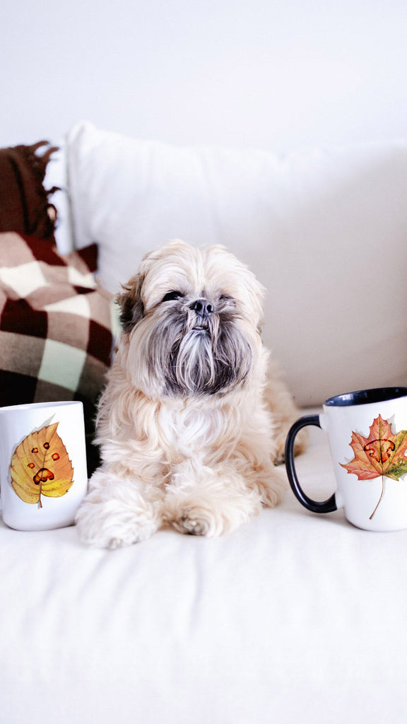 Small dog sitting on a couch with two mugs featuring leaf designs.