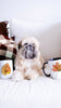 Small dog sitting on a couch with two mugs featuring leaf designs.