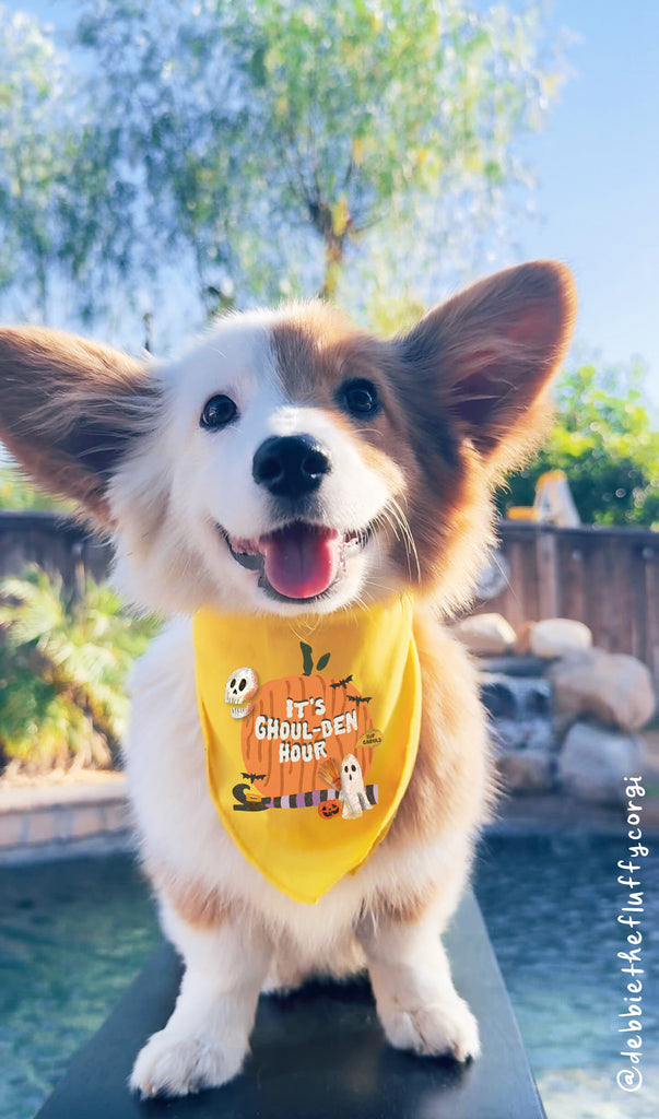 It's Ghoul-den Hour Halloween Themed Bandana in Yellow worn by Debbie the Fluffy Corgi