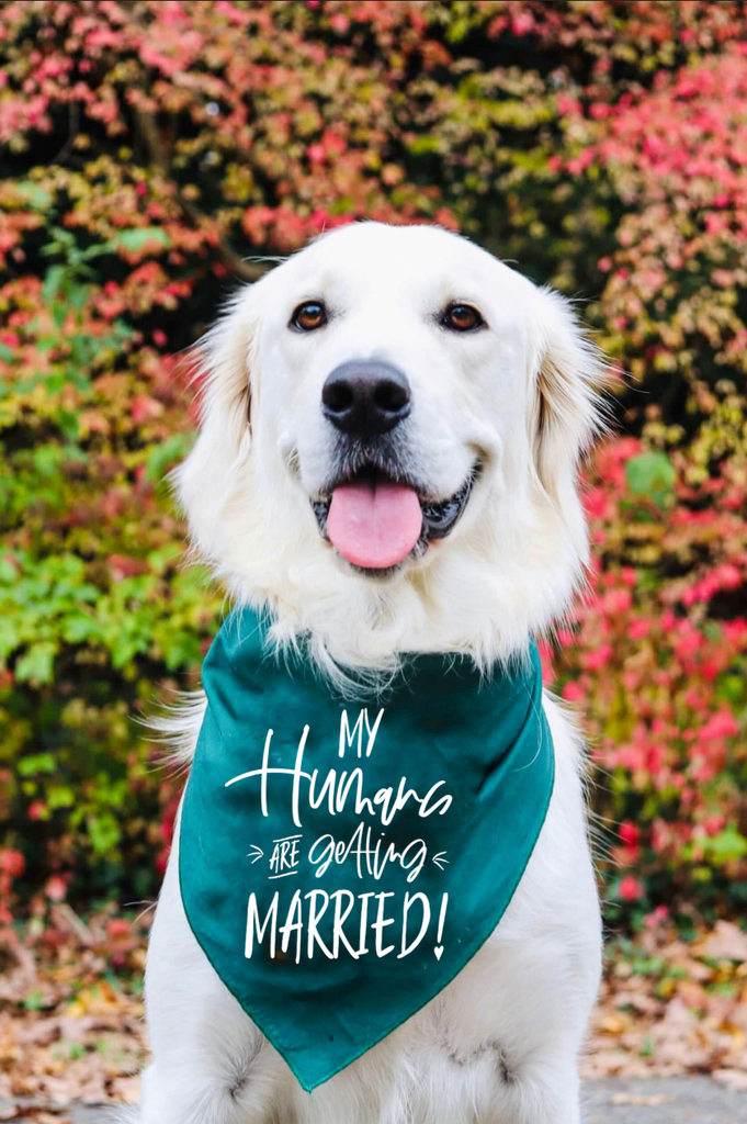 My Humans are Getting Married or Meowied Engagement Announcement Bandana