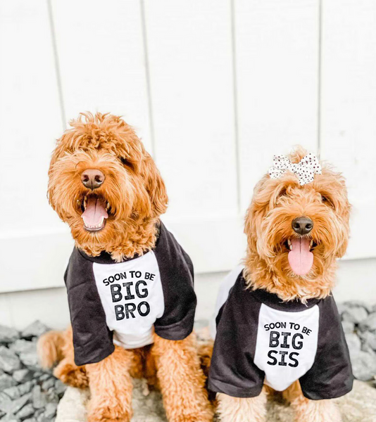 Soon to be Big Bro or Big Sis Pregnancy Announcement Dog Raglans