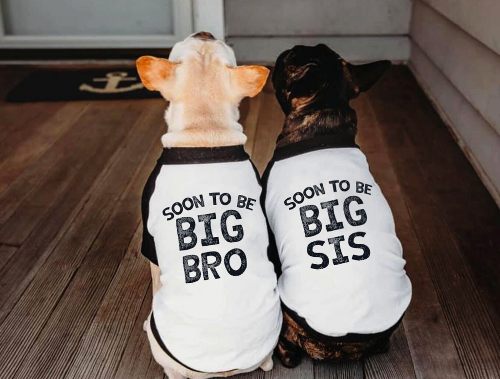 Soon to be Big Bro or Big Sis Pregnancy Announcement Dog Raglans