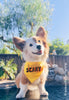 A Little Scary or A Lotta Scary Halloween Pet Bandana in Bright Yellow worn by Debbie the Fluffy Corgi