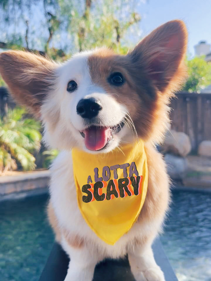 A Little Scary or A Lotta Scary Halloween Pet Bandana in Yellow - Worn by Pembroke Welsh Corgi Puppy - In Small