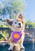 Built Like a Pumpkin Halloween Themed Bandana in Purple - Worn by Debbie the Fluffy Corgi