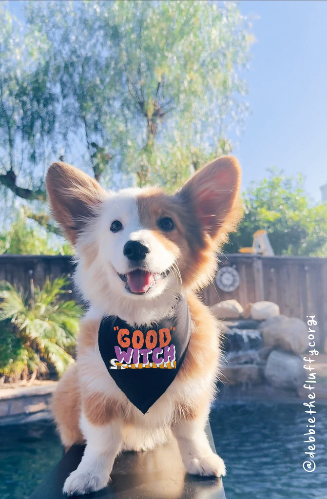 Good Witch or Sand-witch Halloween Pun Bandana in Black Worn by Debbie the Fluffy Corgi