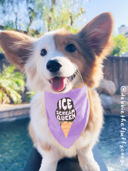 Ice Scream Queen or Ice Scream Queen Halloween Pun Bandana worn by Debbie the Fluffy Corgi