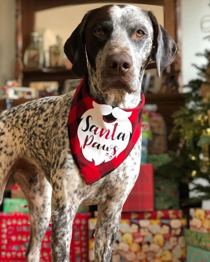 Santa Paws Christmas Buffalo Check Bandana