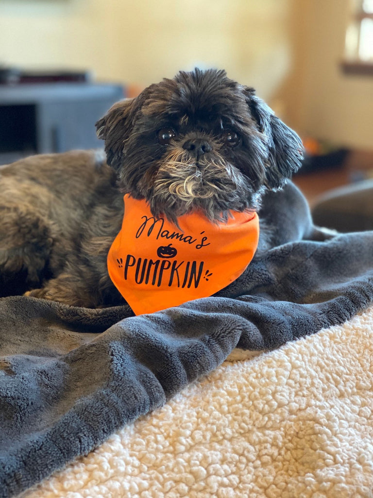 Shih Tzu wearing an orange Mama's Little Pumpkin Bandana