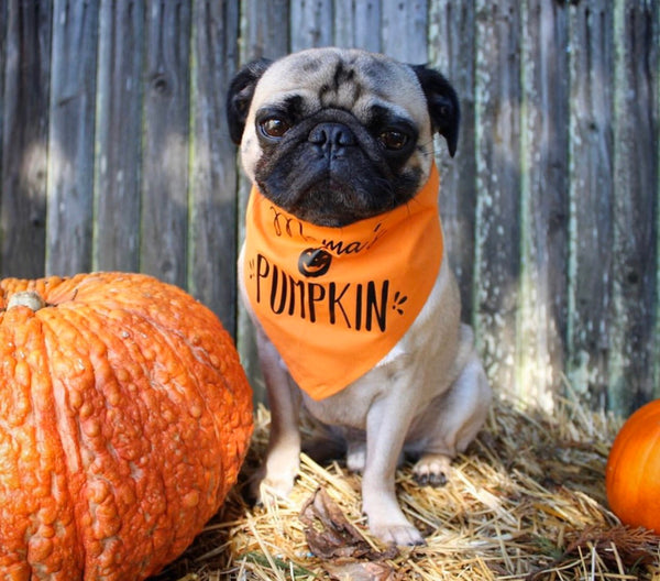 Mama's Little Pumpkin Halloween Themed Bandana in Orange - Modeled by a cute Pug!