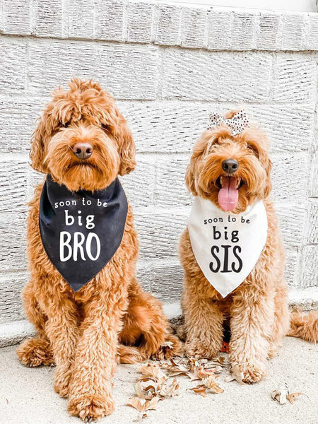 Soon to Be Big Sister or Soon to Be Big Brother Bandana