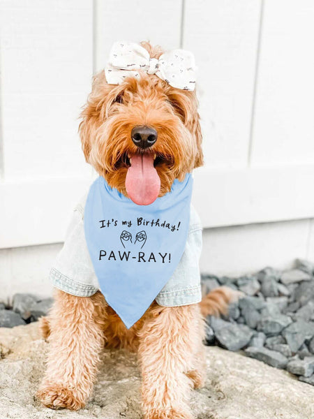 It's My Birthday Paw-ray! Cute Dog Party Bandana