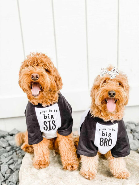 Soon to be Big Bro Big Sis Big Brother Big Sister Baby Announcement Dog Raglan