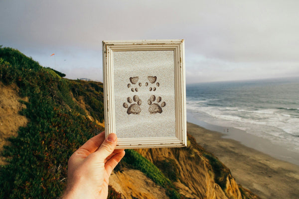 Customized Multiple Paw Prints in the Sand Wall Art Print