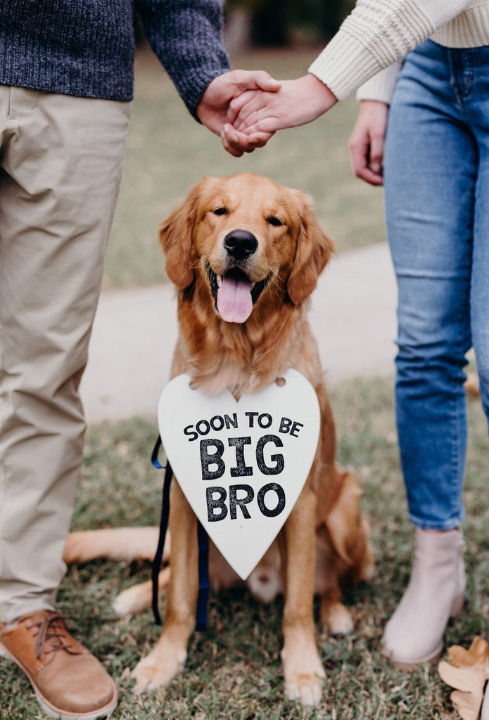 Soon to Be Big Sis or Soon to Be Big Bro Pregnancy Announcement Sign - Worn by Golden Retriever