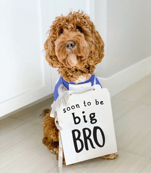 Soon to Be Big Sis or Soon to Be Big Bro Announcement Sign - 8x10" Worn by a Doodle