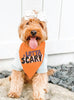 A Little Scary or A Lotta Scary Halloween Pet Bandana in Orange