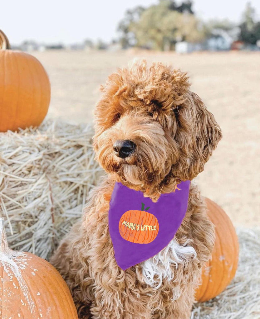 Mama's Little Pumpkin or Daddy's Giant Pumpkin Halloween Bandana in Purple