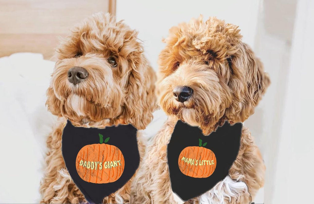 Mama's Little Pumpkin or Daddy's Giant Pumpkin Halloween Pun Bandana Set in Black