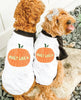 Built Like a Pumpkin Halloween Dog Raglan Single or Set - Worn by Goldendoodles