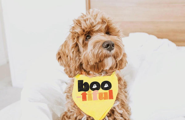 Boo-tiful or Boo-tilicious Halloween Pun Bandana in Yellow - Worn by Goldendoodle