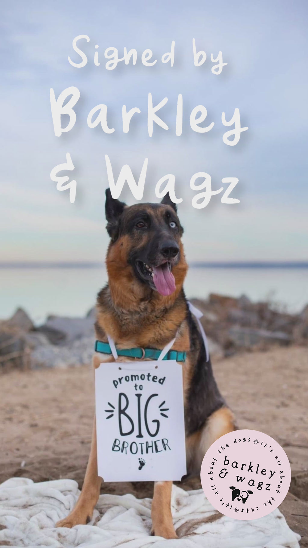 Barkley & Wagz Logo with Promoted to Big Brother Signage Worn by Dog