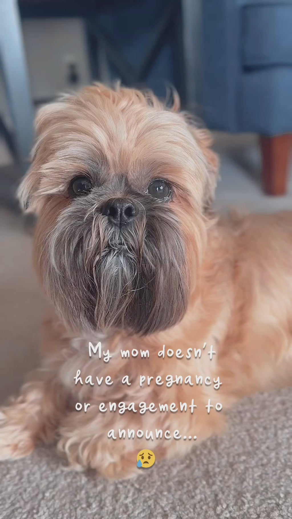 Dog Makes Announcement for Mom