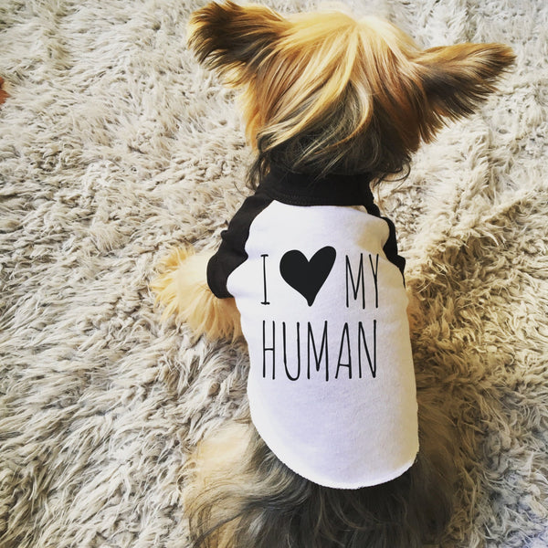 I Love My Human Dog Raglan Shirt in Black and White - Modeled by Nutmeg the Yorkie Yorkshire Terrier