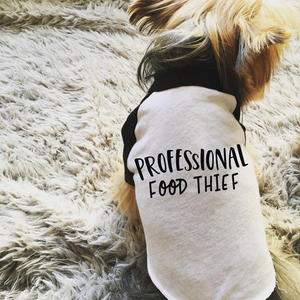 Professional Food Thief Dog Raglan T-Shirt Modeled by Nutmeg the Yorkshire Terrier