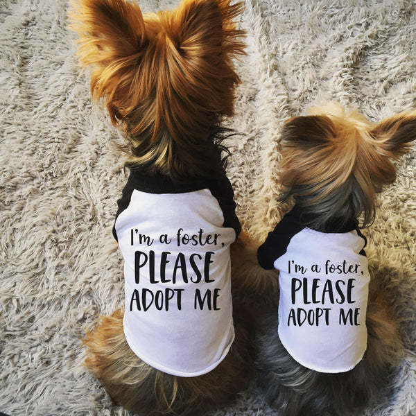I'm a Foster, Please Adopt Me Dog Raglan T-Shirt in Black and White - Modeled by Nutmeg and Lily the Yorkies