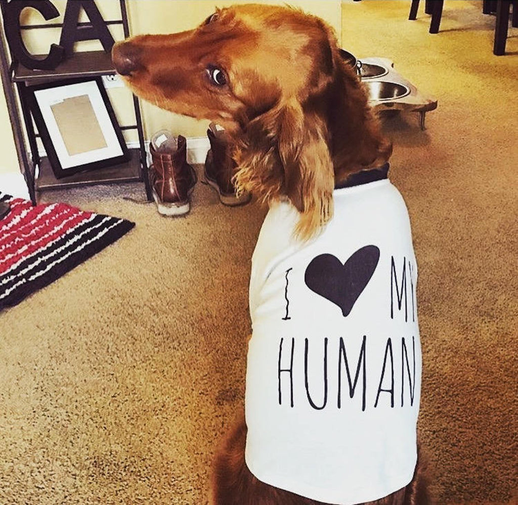 I Love My Human Dog Raglan Shirt in Black and White - Modeled by Golden Retriever