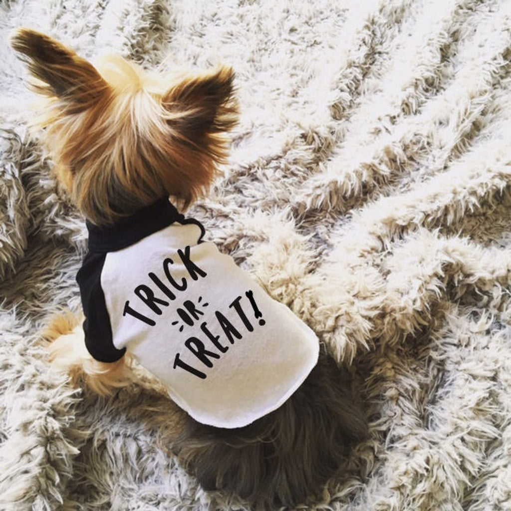 Trick or Treat Dog Raglan Halloween T-Shirt in Black and White - Modeled by Nutmeg the Yorkshire Terrier