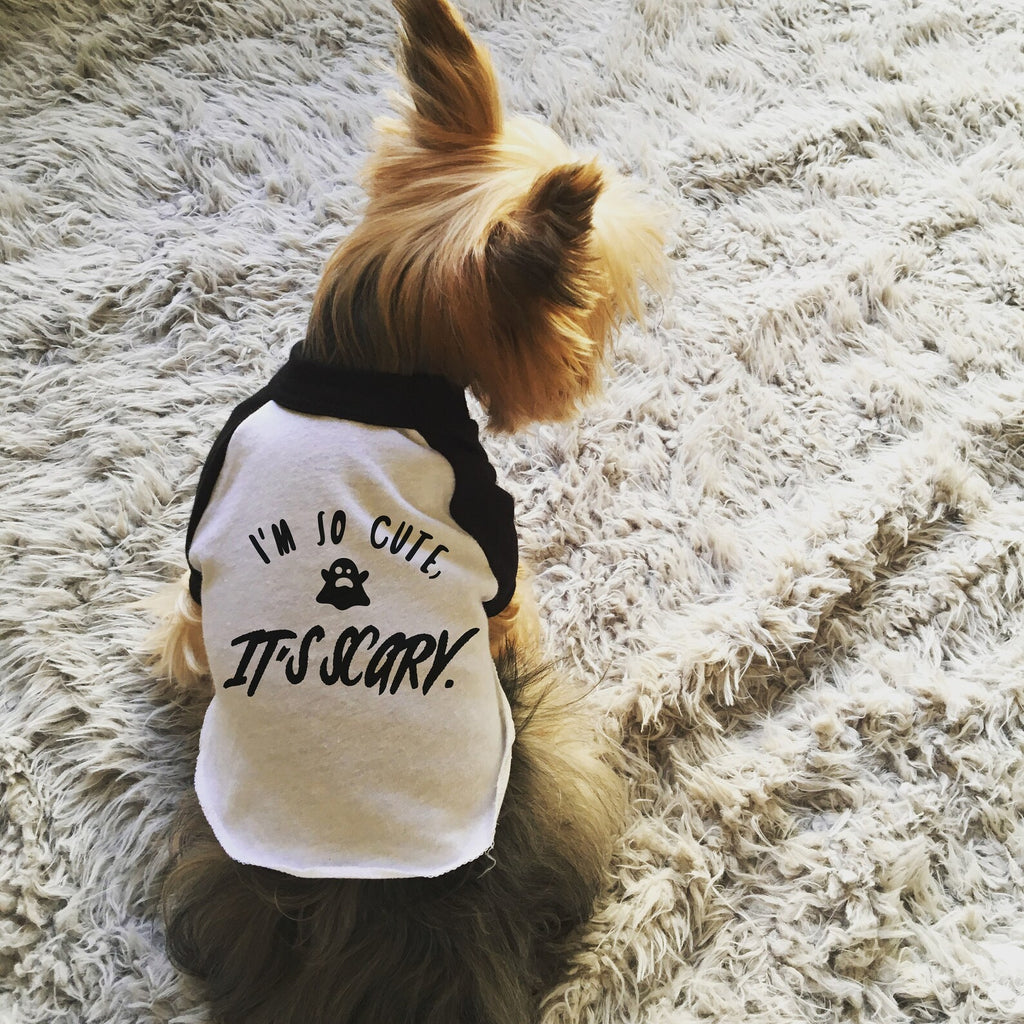 I'm So Cute, It's Scary Dog Raglan Halloween T-Shirt in Black and White Modeled by Nutmeg the Yorkie