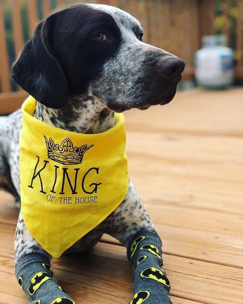 Queen or King of the House Dog Bandana in Yellow