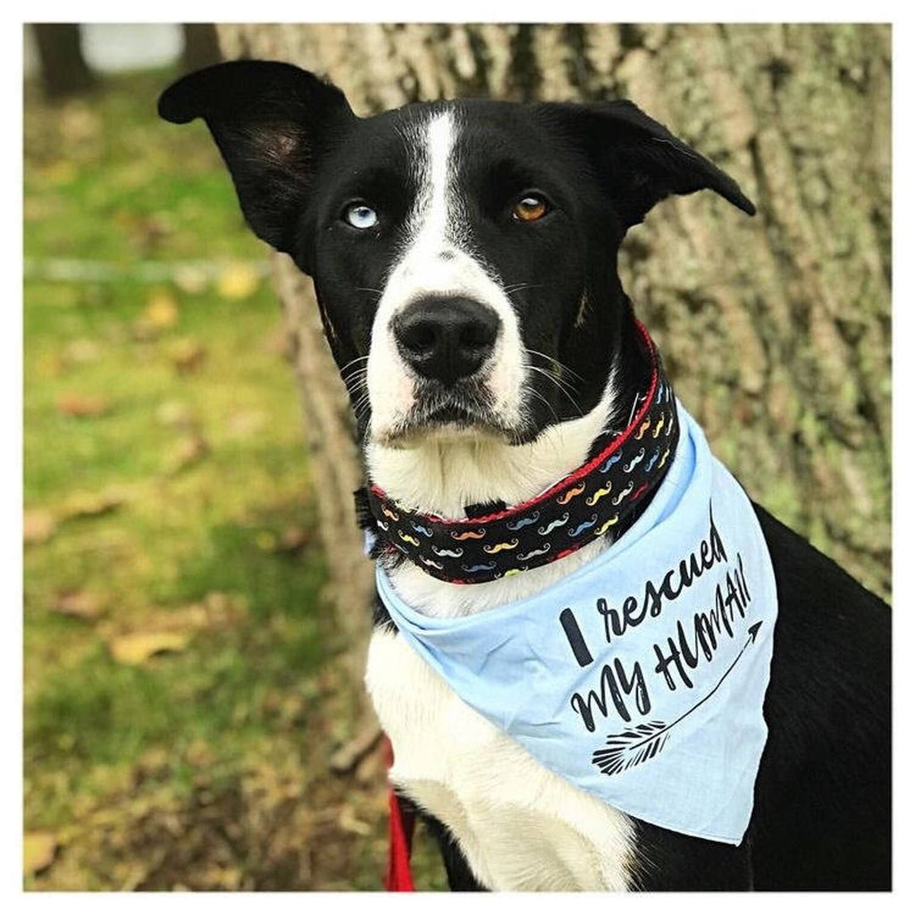 I Rescued My Human Adopt Don't Shop Bandana in Light Blue