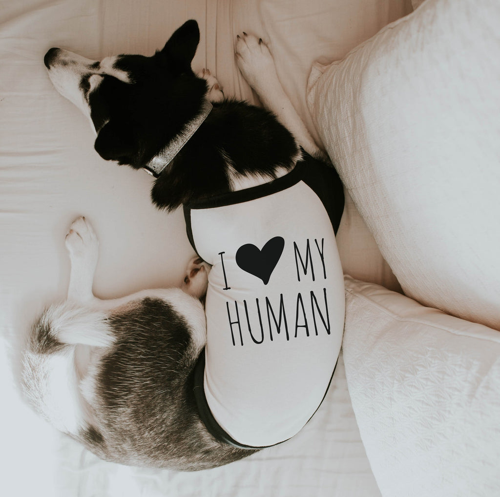 I Love My Human Dog Raglan Shirt in Black and White - Modeled by Athena the Husky