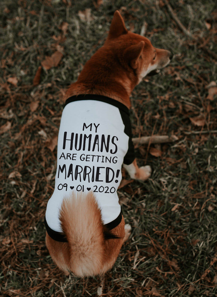 My Humans are Getting Married Engagement Announcement Dog Raglan Shirt in Black and White - Modeled by Miso the Shiba Inu