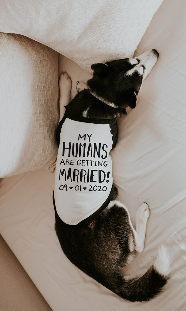 My Humans are Getting Married Engagement Announcement Dog Raglan Shirt in Black and White - Modeled by Athena the Husky