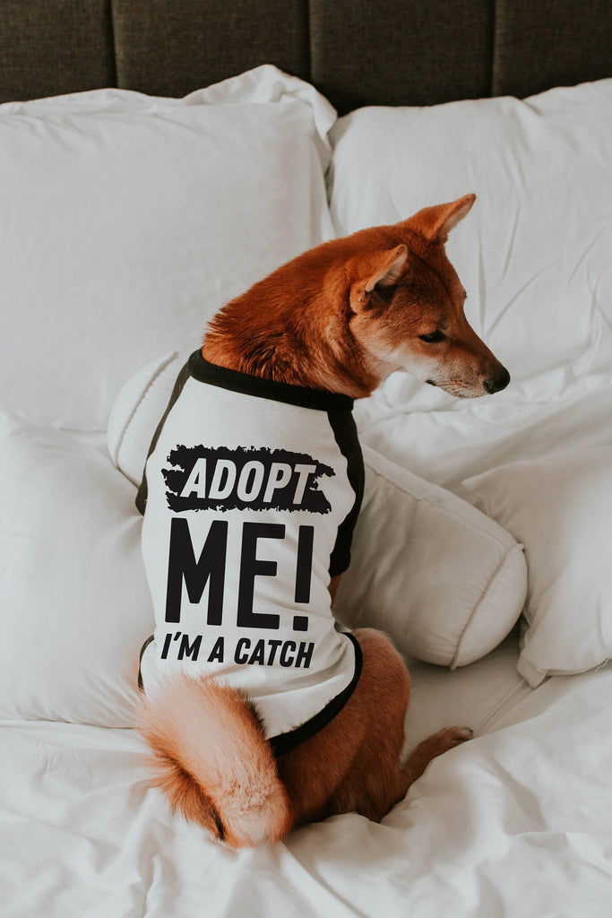 Adopt Me! I'm a Catch Foster Dog Adopt Don't Shop Raglan T-Shirt - Modeled by Miso the Shiba Inu