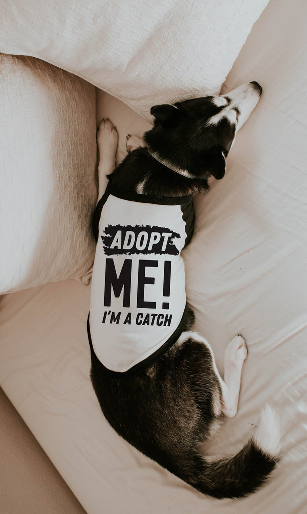 Adopt Me! I'm a Catch Foster Dog Adopt Don't Shop Raglan T-Shirt - Modeled by Athena the Husky